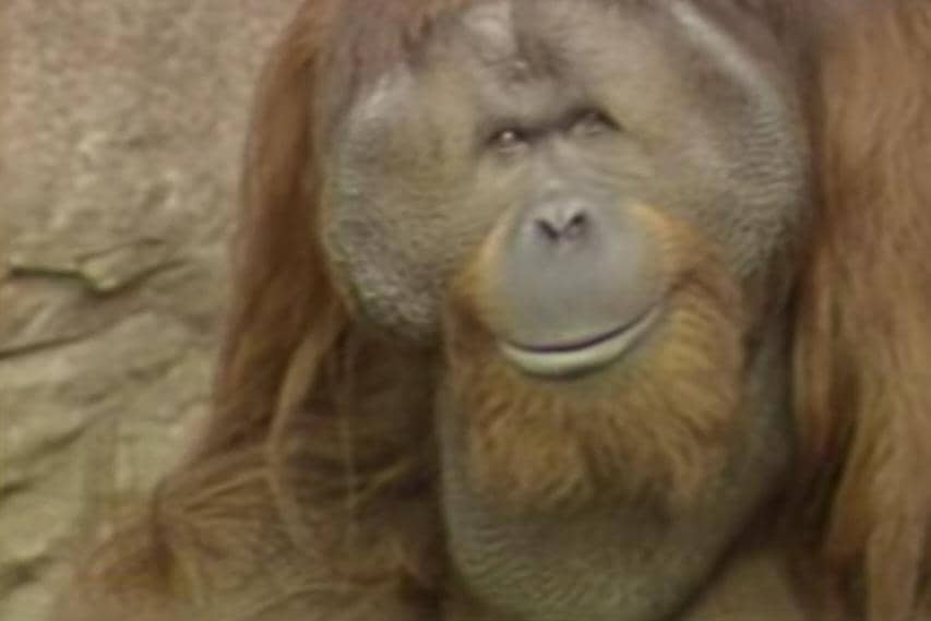 Ken Allen, si orangutan 