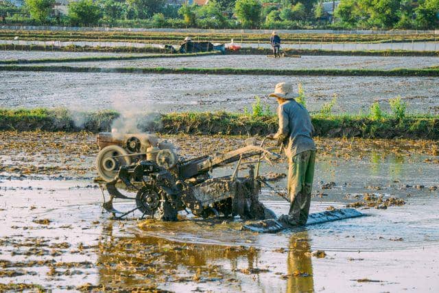 Ilustrasi membajak sawah menggunakan traktor