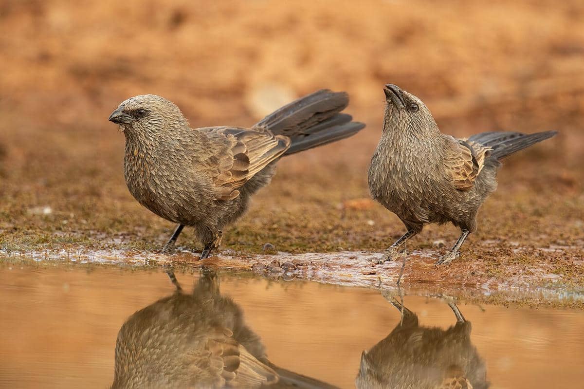 Apostlebird