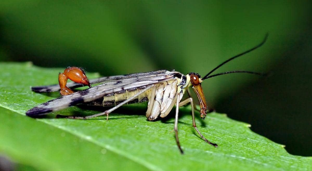 5 Fakta Unik Lalat Kalajengking, Hobi Curi Makanan dari Laba-laba