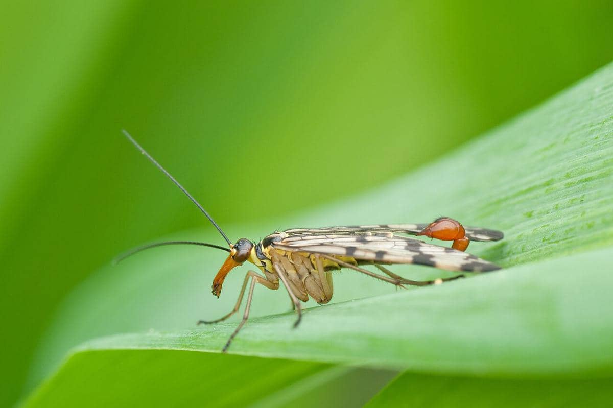 Panorpa communis