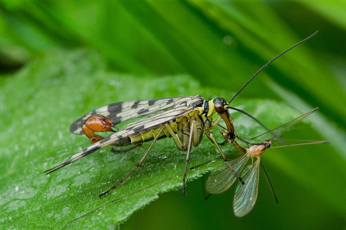 potret Panorpa communis berburu mangsa