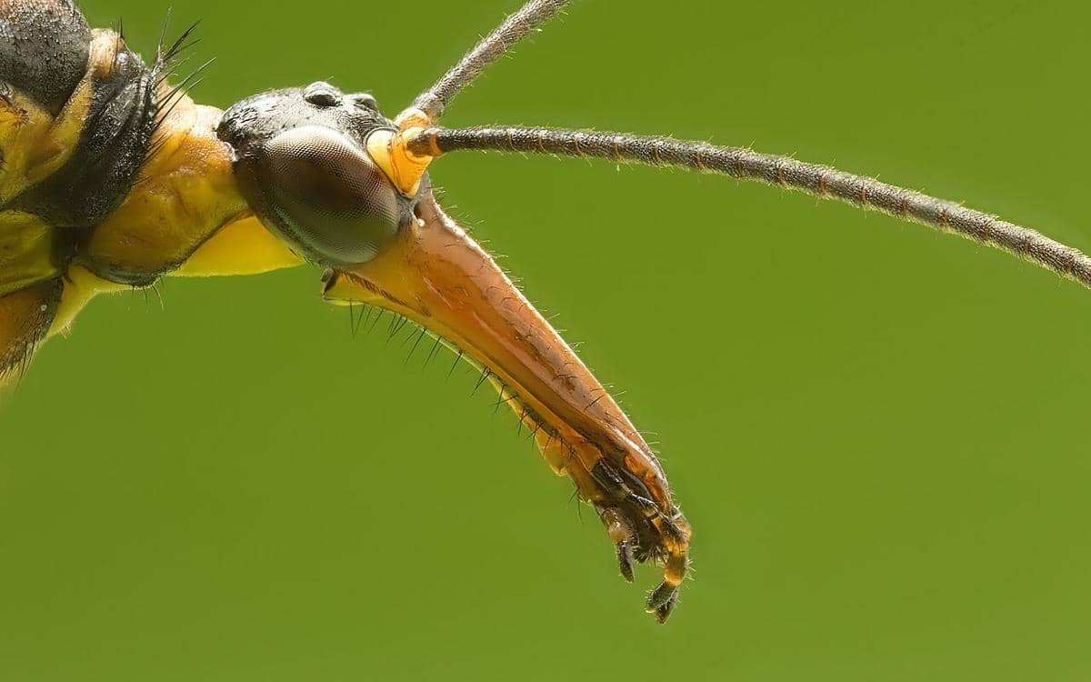 potret bagian kepala Panorpa communis