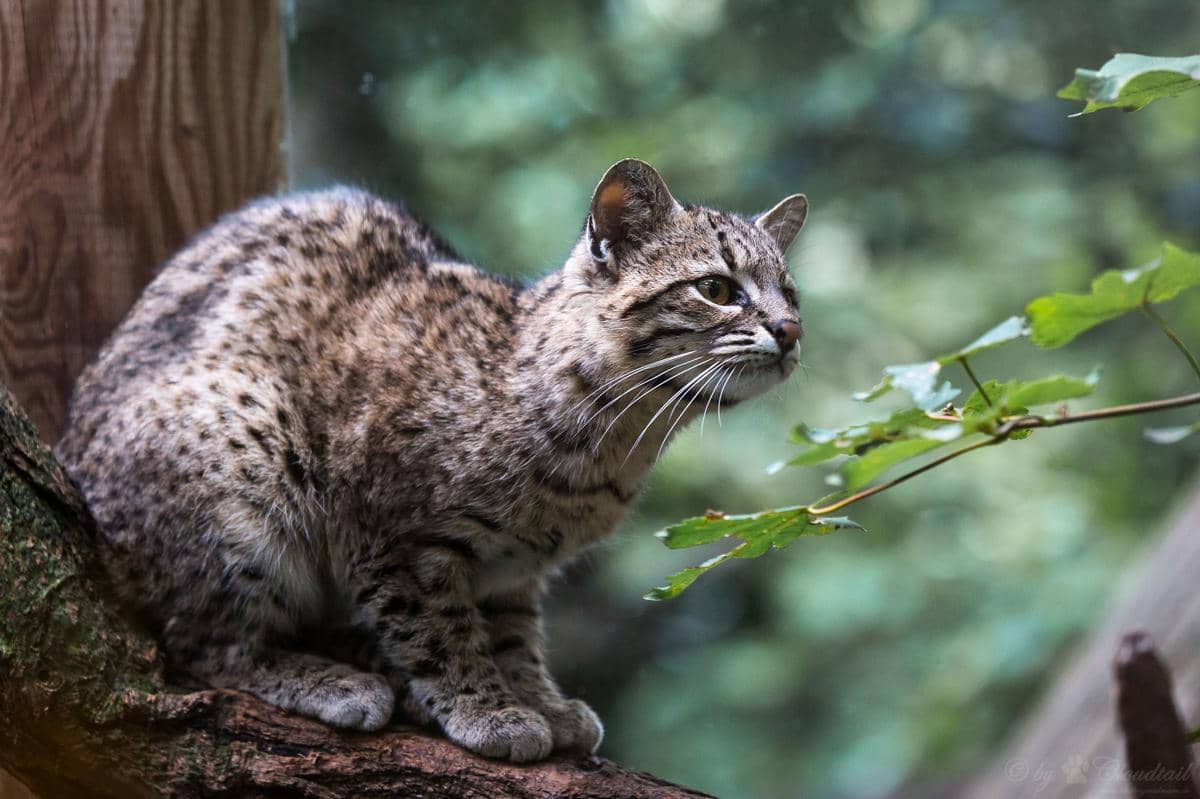 Kucing geoffroy