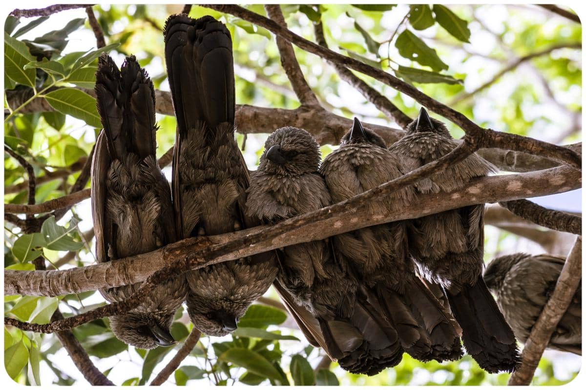 5 Fakta Apostlebird, Burung dengan Kehidupan Sosial yang Unik