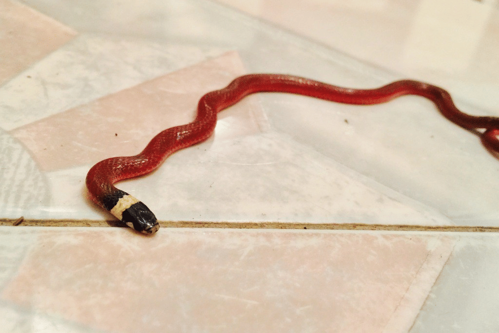 ular merah kepala hitam