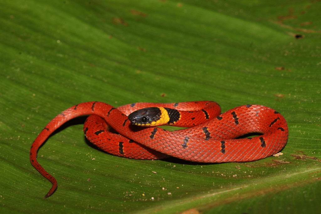 ular kopi merah
