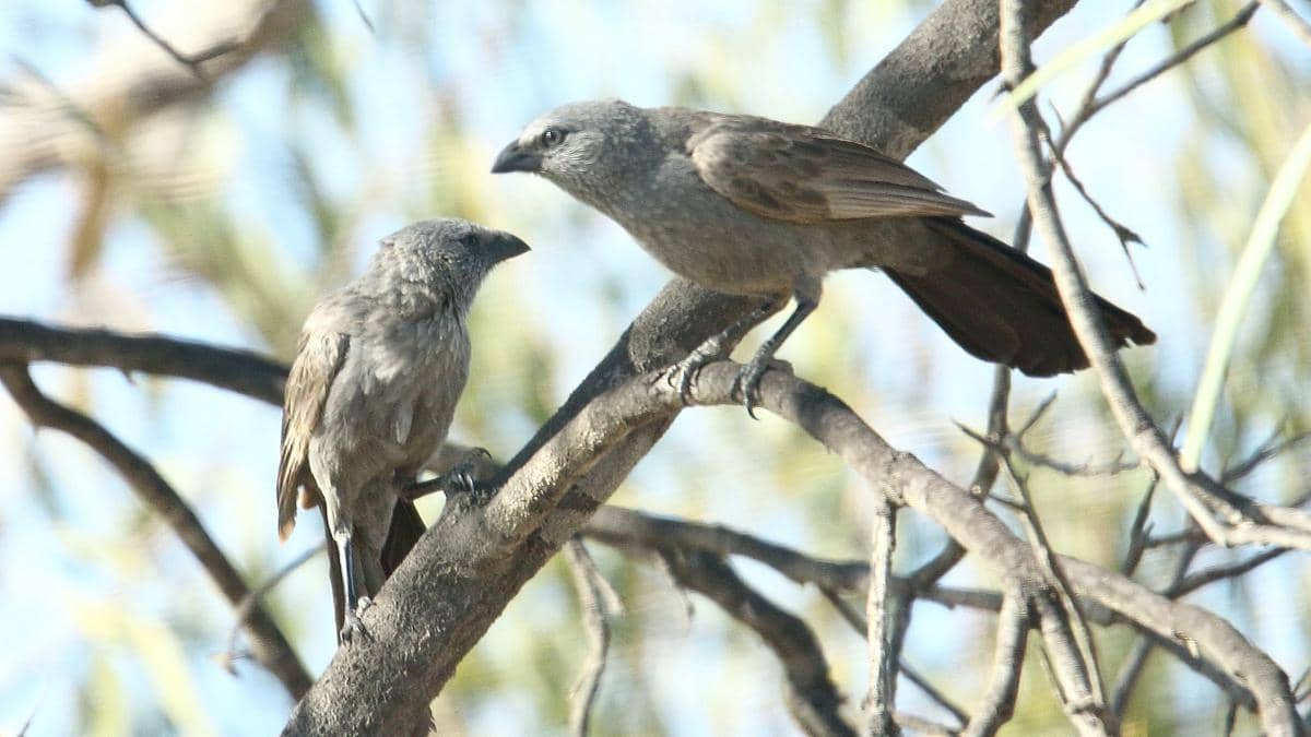 Apostlebird