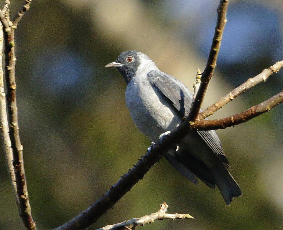 5 Fakta Black Faced Cotinga, Burung Hutan Amazon yang Sulit Dijumpai