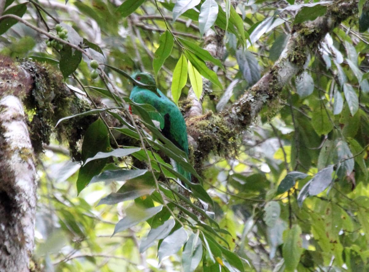 Crested quetzal