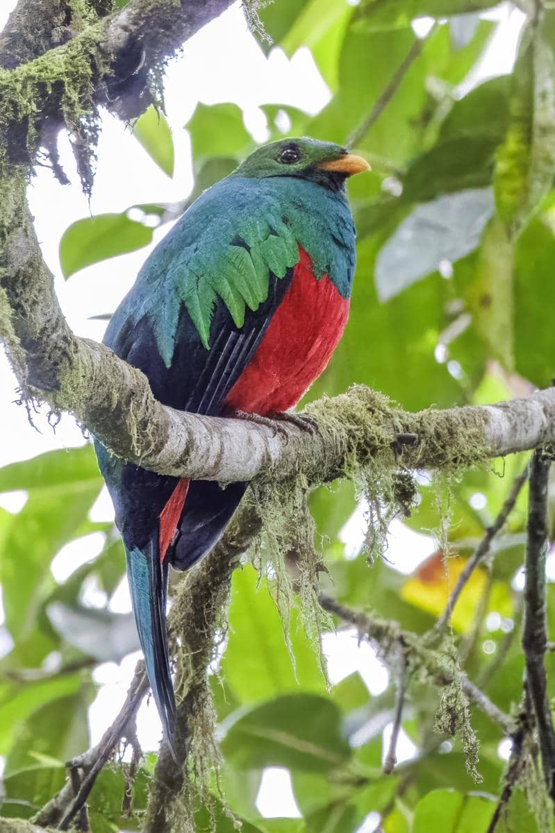 Crested quetzal