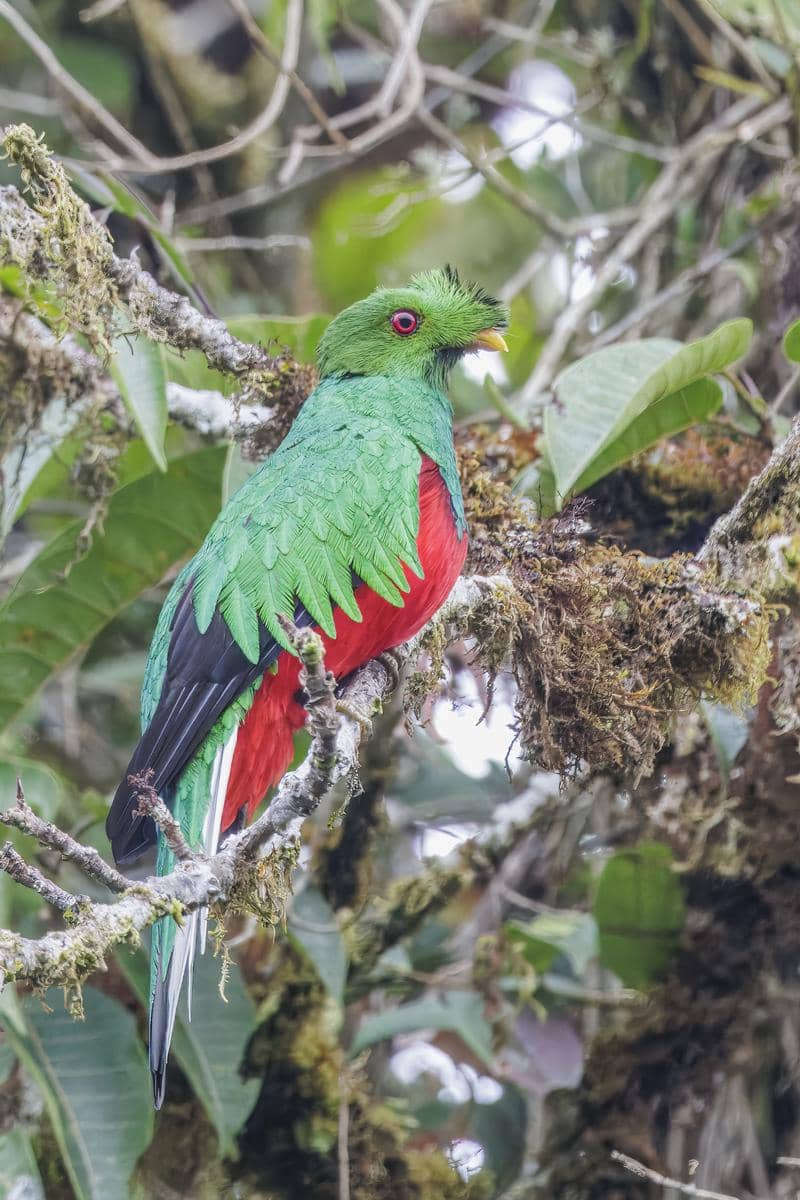 5 Fakta Crested Quetzal, Tampil Beda dengan Jambul Anggun di Dahinya