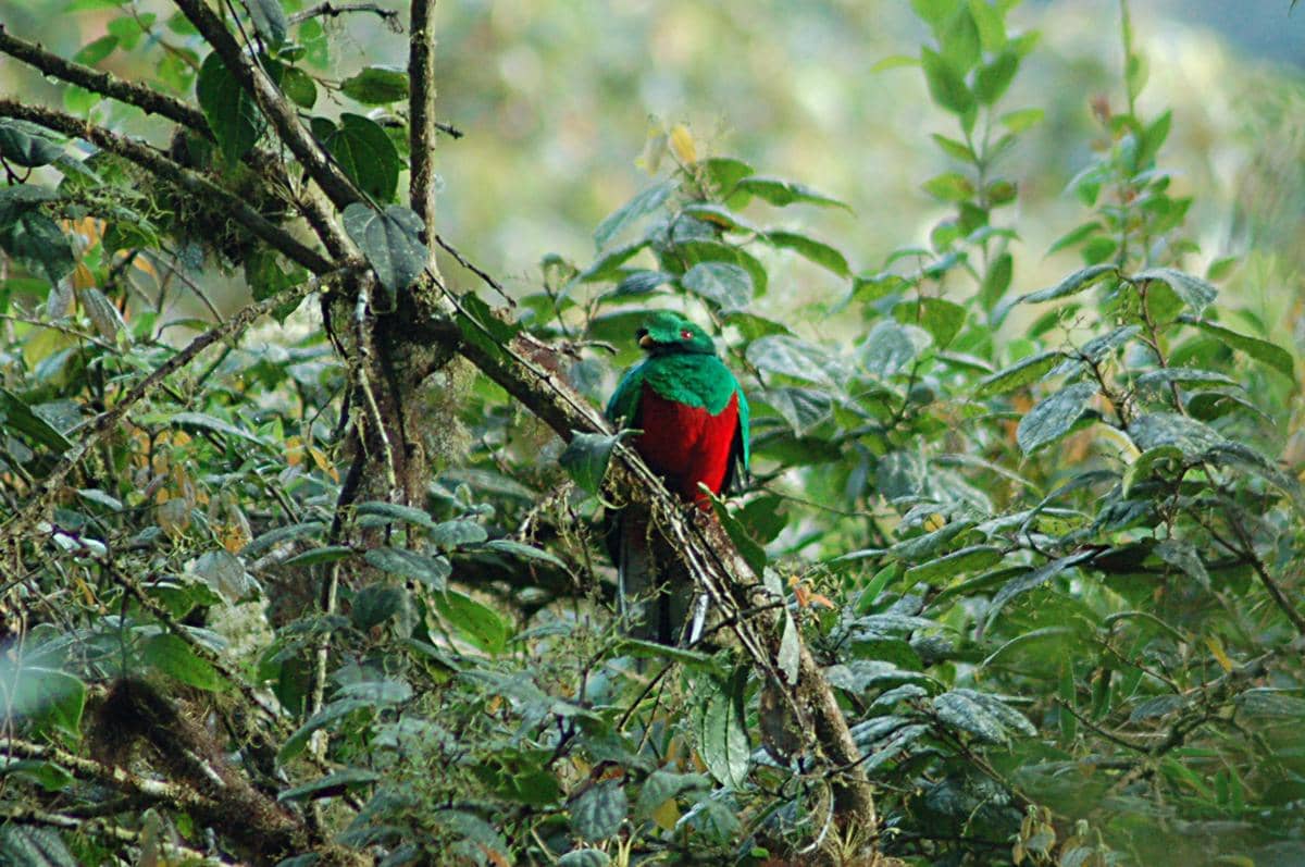 Crested quetzal