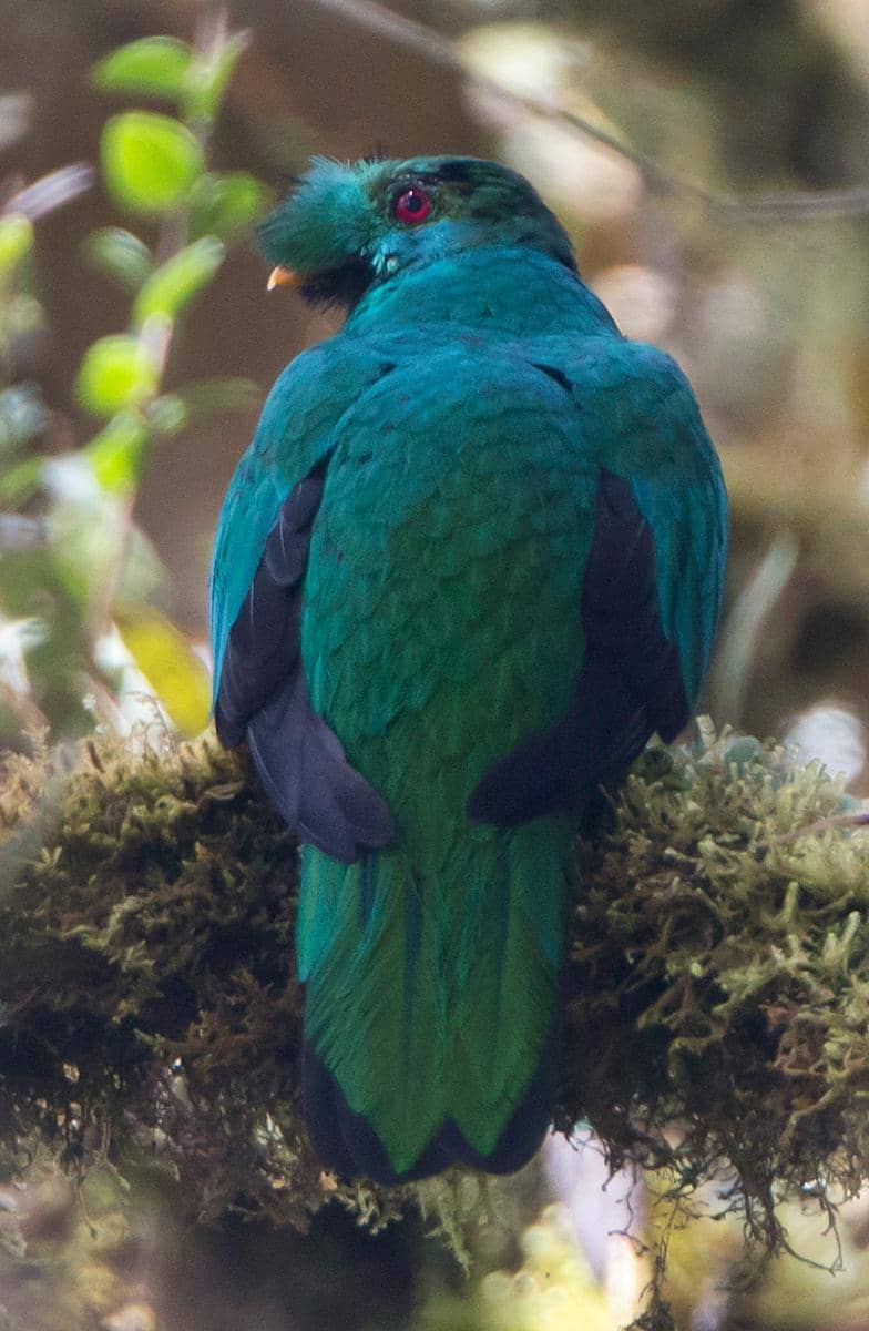 Crested quetzal
