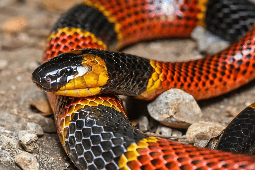variable coral snake