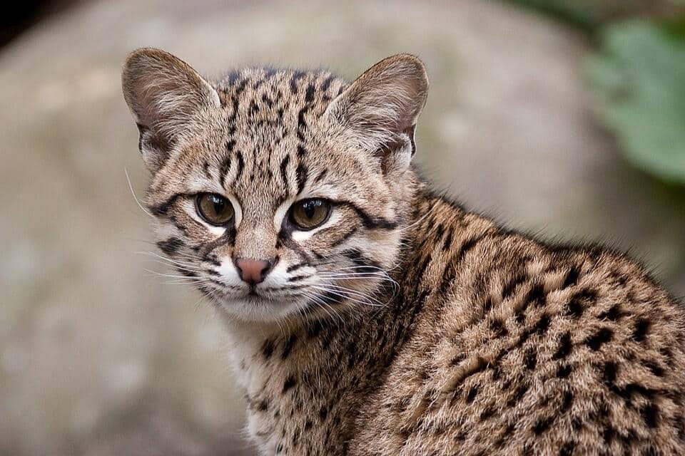 5 Fakta Kucing Geoffroy, Kucing Liar Argentina yang Bisa Berdiri Tegak