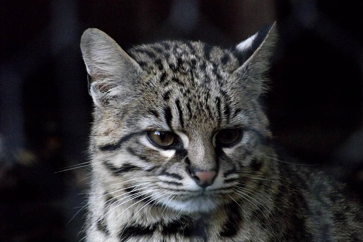 Kucing geoffroy