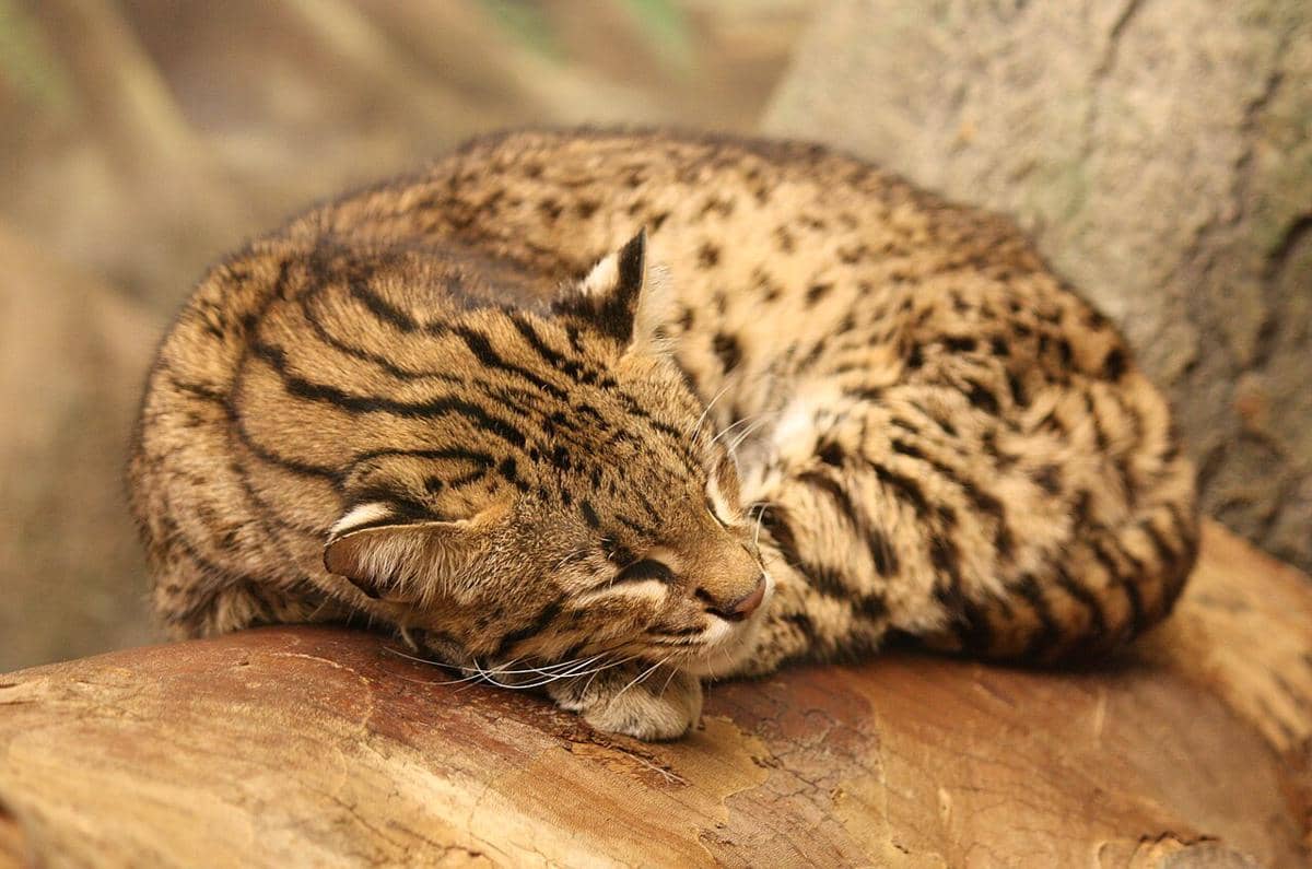 Kucing geoffroy