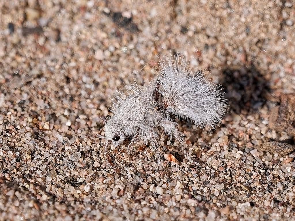 Tawon Dasymutilla gloriosa