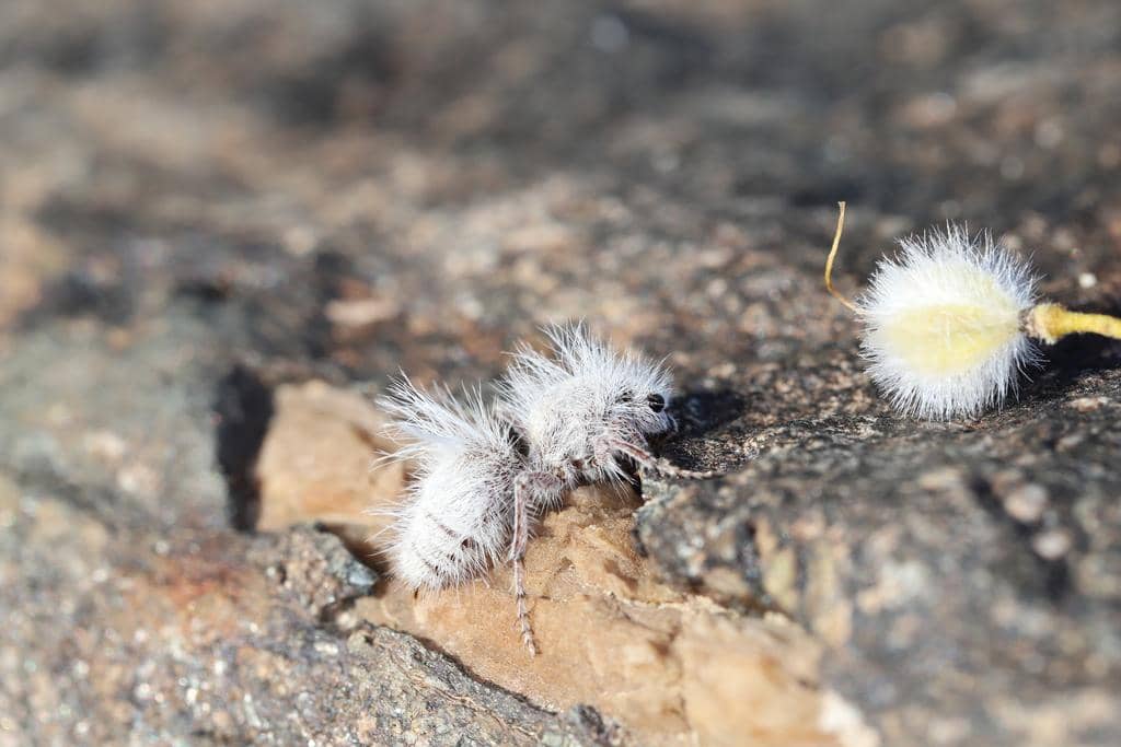 Tawon Dasymutilla gloriosa
