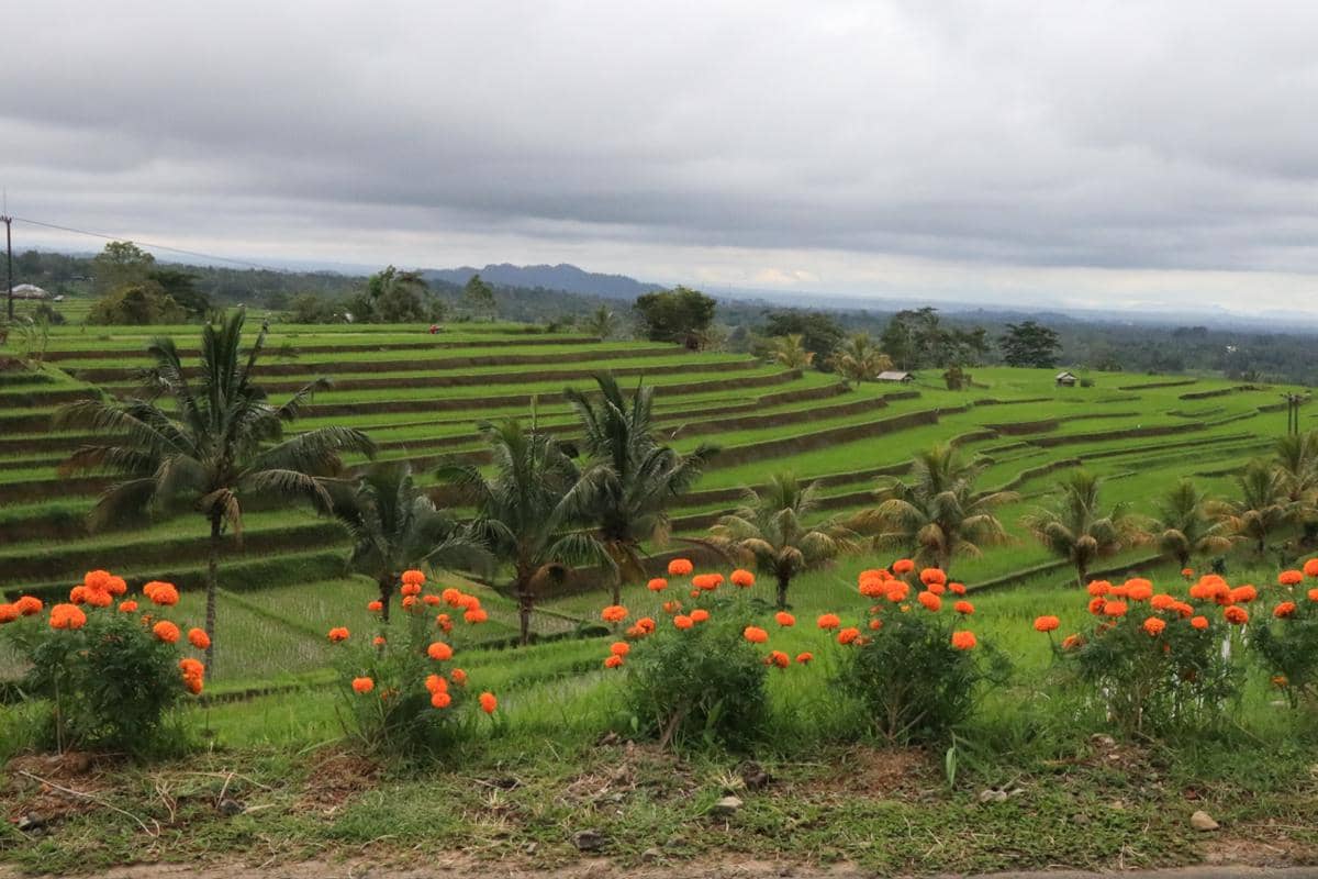 pemandangan sawah di Jatiluwih (dok.pribadi/Natalia Indah)