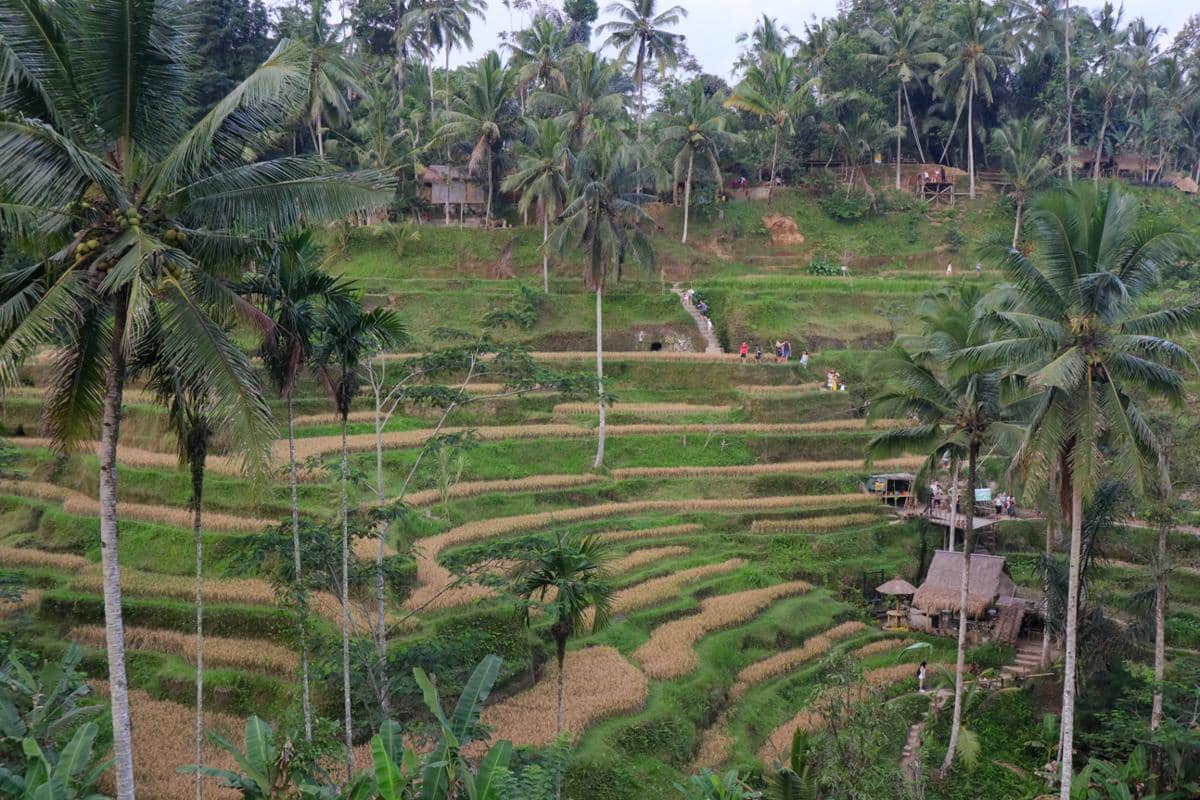 terasering sawah di Tegallalang (dok.pribadi/Natalia Indah)