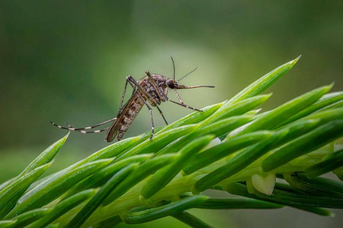 5 Cara Membuat Taman Anti Nyamuk di Musim Panas, Praktikkan!