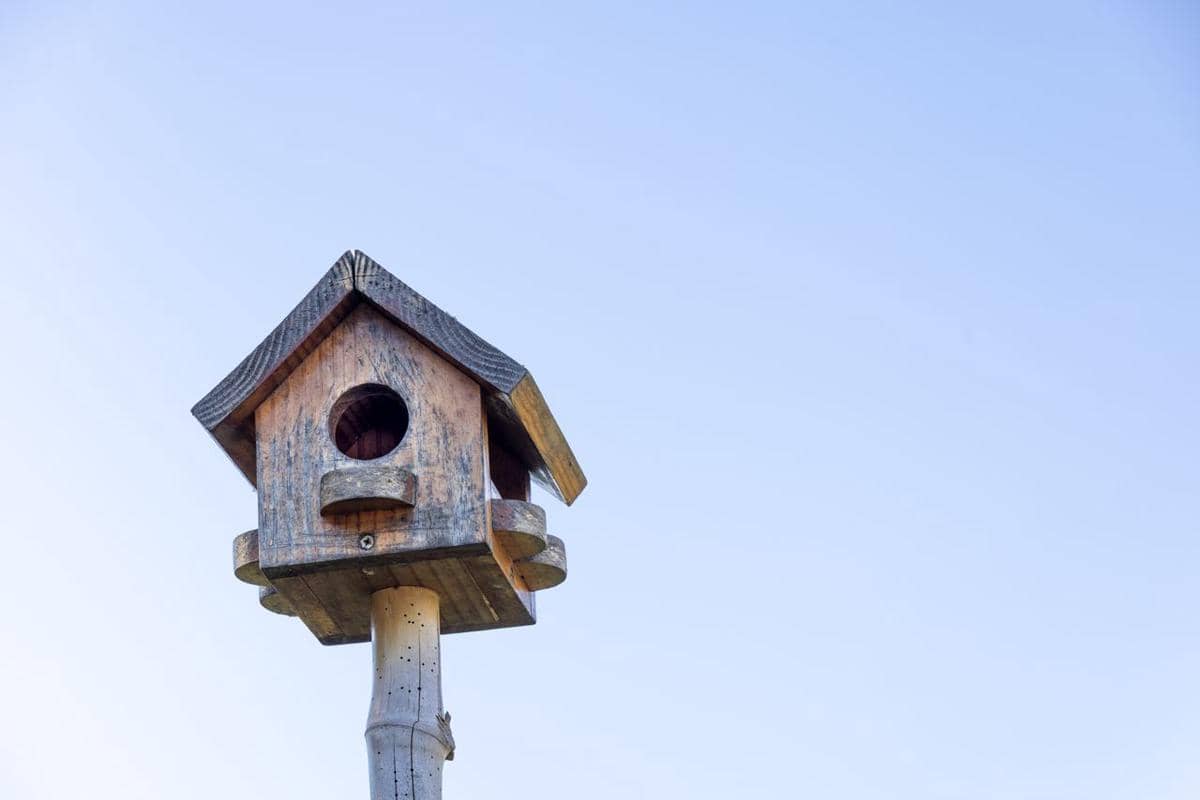 Ilustrasi bird house 