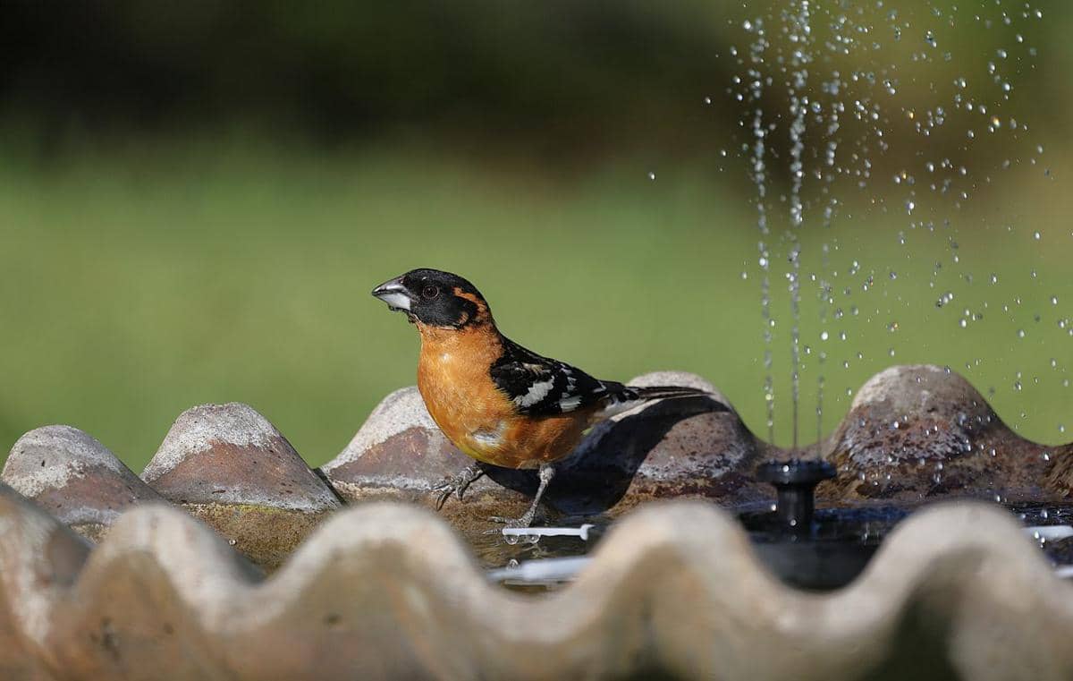 Ilustrasi bird baths