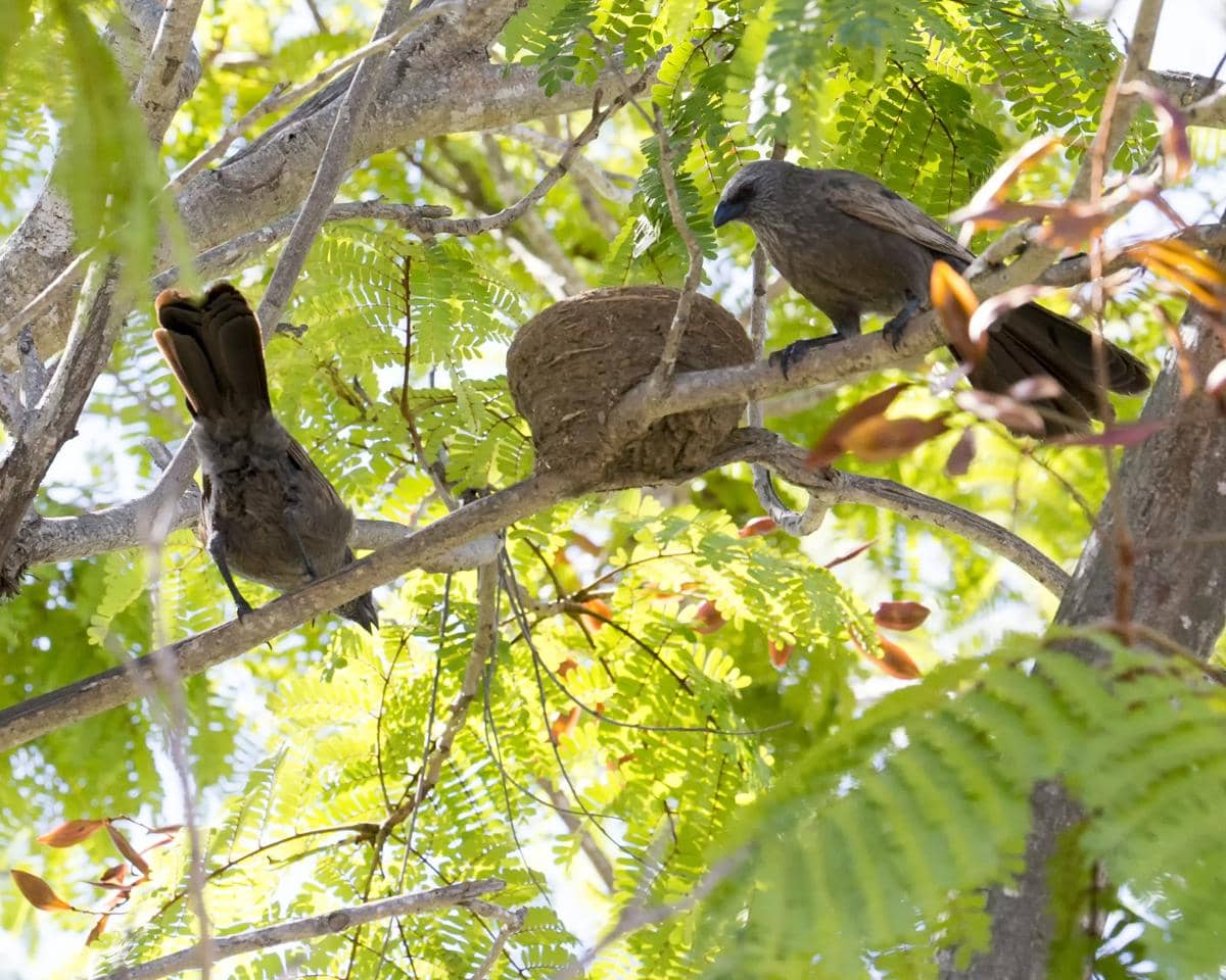 Sarang apostlebird
