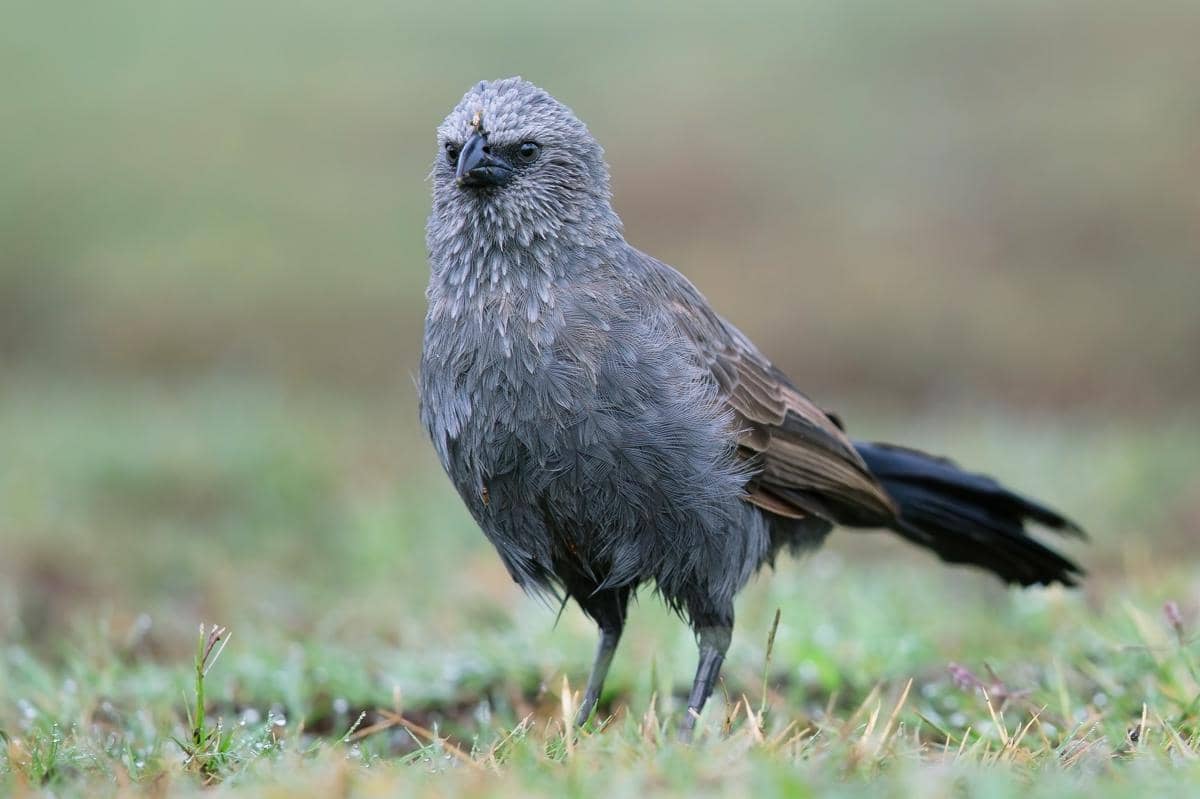 Apostlebird