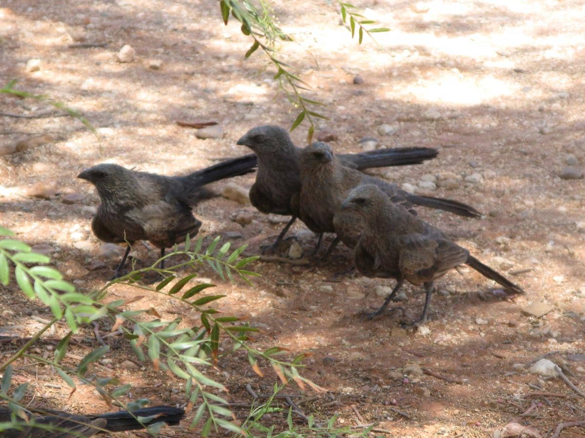 Apostlebird