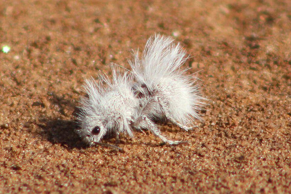 5 Fakta Thistledown Velvet Ant, Tawon Unik dengan Sengatan Menyakitkan
