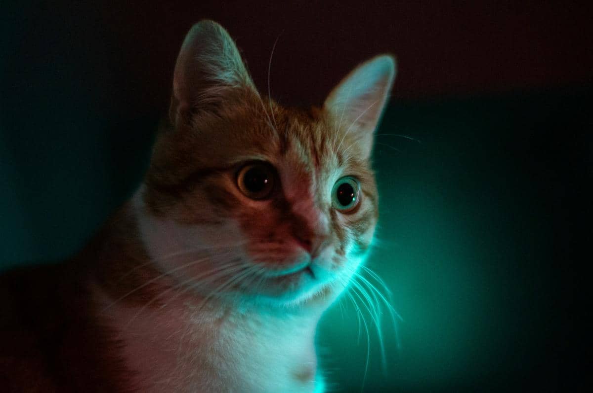 Dear Pawrents, Ini 5 Arti Perilaku Aneh Kucing yang Sering Bikin Pemiliknya Salah Paham