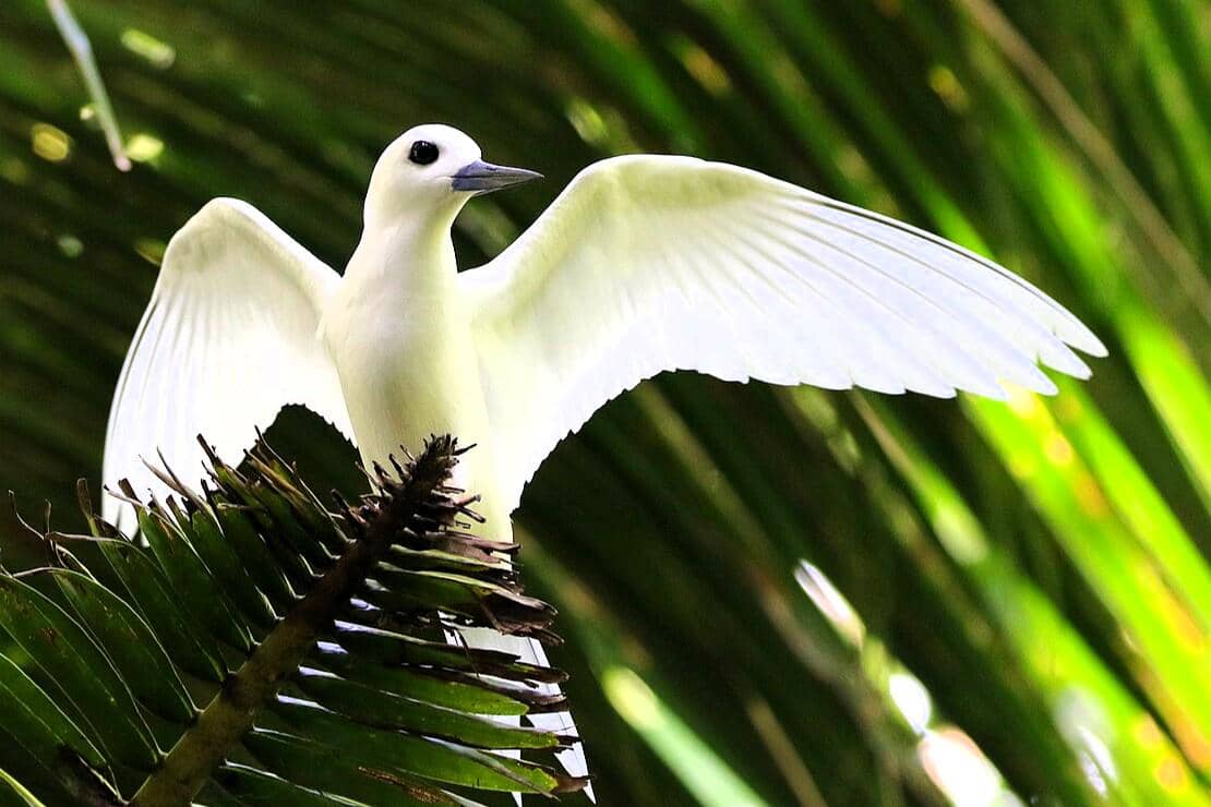 5 Fakta Unik Dara Laut Putih, Burung Laut yang Dijuluki Bidadari