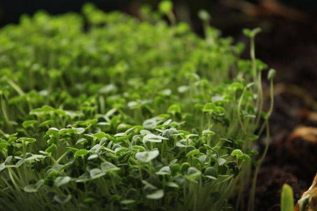 Microgreens