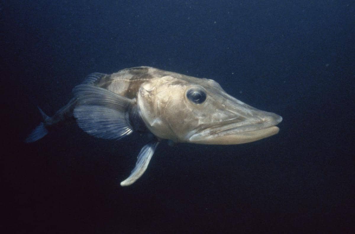 ilustrasi ikan Antartika