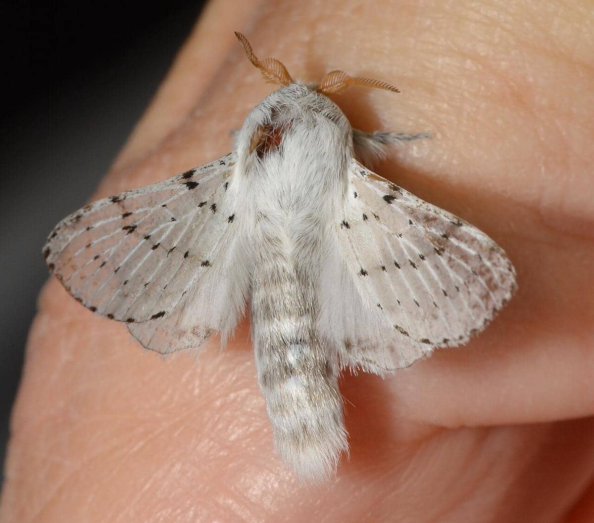 Artace cribrarius