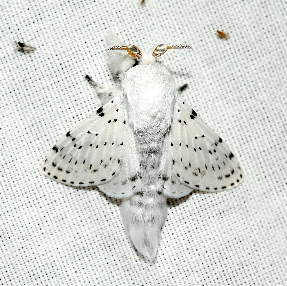 Artace cribrarius