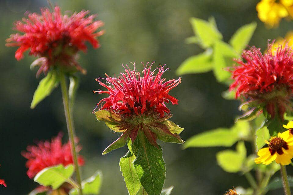 5 Fakta Menarik Scarlet Beebalm, Bunga Merah Cerah dari Keluarga Mint