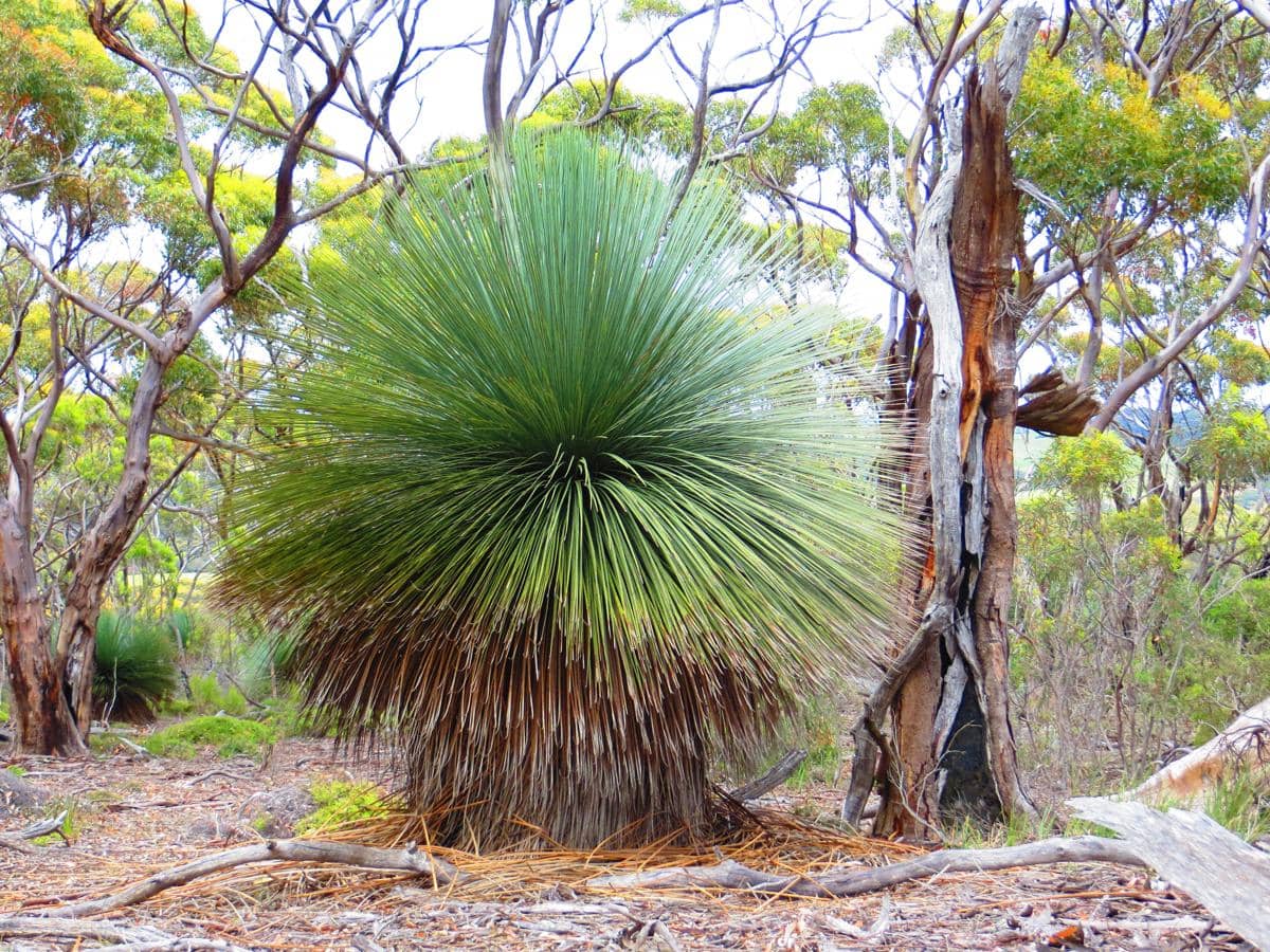 5 Fakta Grass Tree, Tumbuhan Endemik Australia yang Tahan Kebakaran
