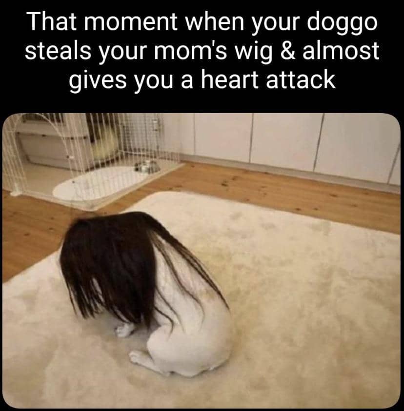 meme anime tentang pencinta anjing