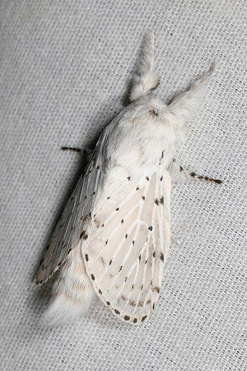 Artace cribrarius
