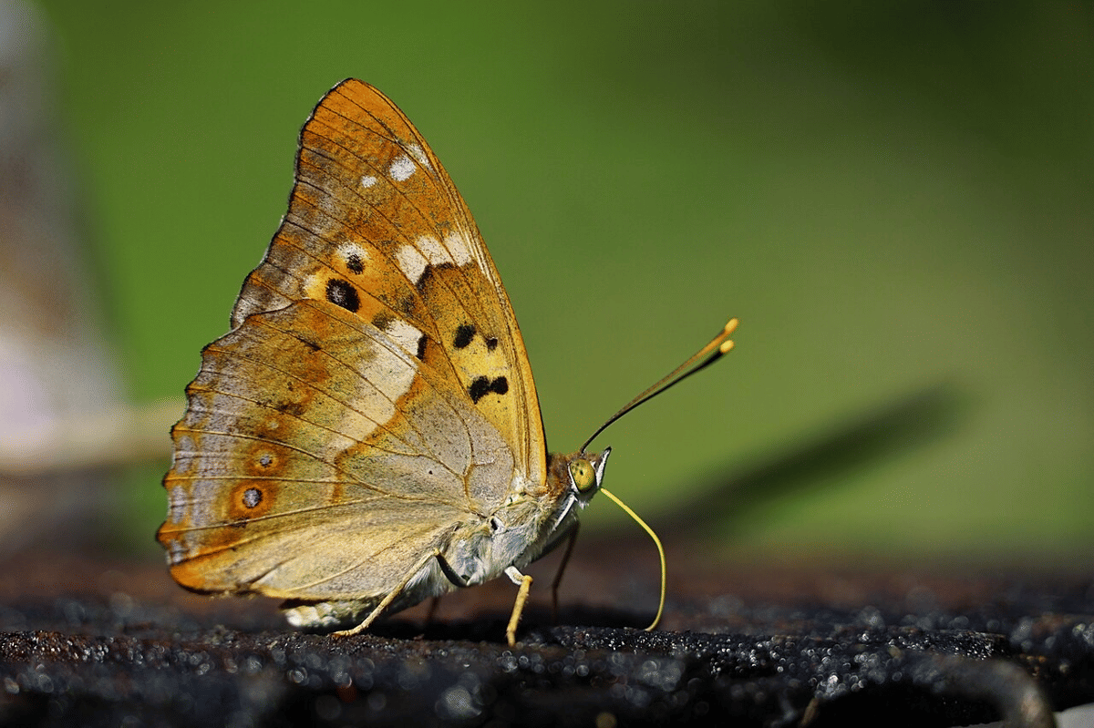 5 Spesies Kupu-kupu Raja dari Genus Apatura, Punya Warna Ungu