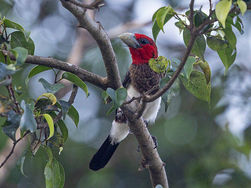 Burung Pogonornis melanopterus