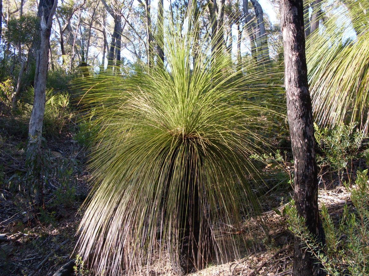 pertumbuhan grass tree yang sangat lambat membuat beberapa spesies diperkirakan mampu hidup hingga ratusan tahun