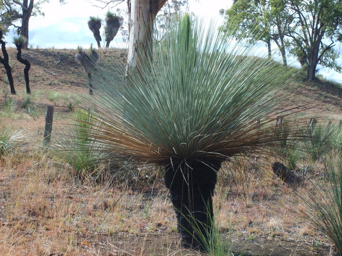 batang grass tree tersusun dari pangkal daun tua