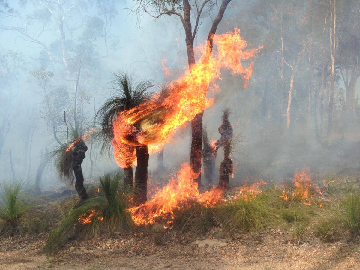 kebakaran menjadi salah satu pemicu alami pembungaan grass tree