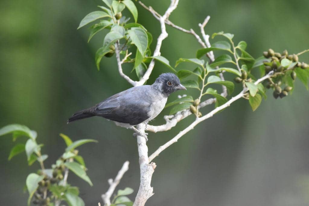 Burung Conioptilon mcilhennyi