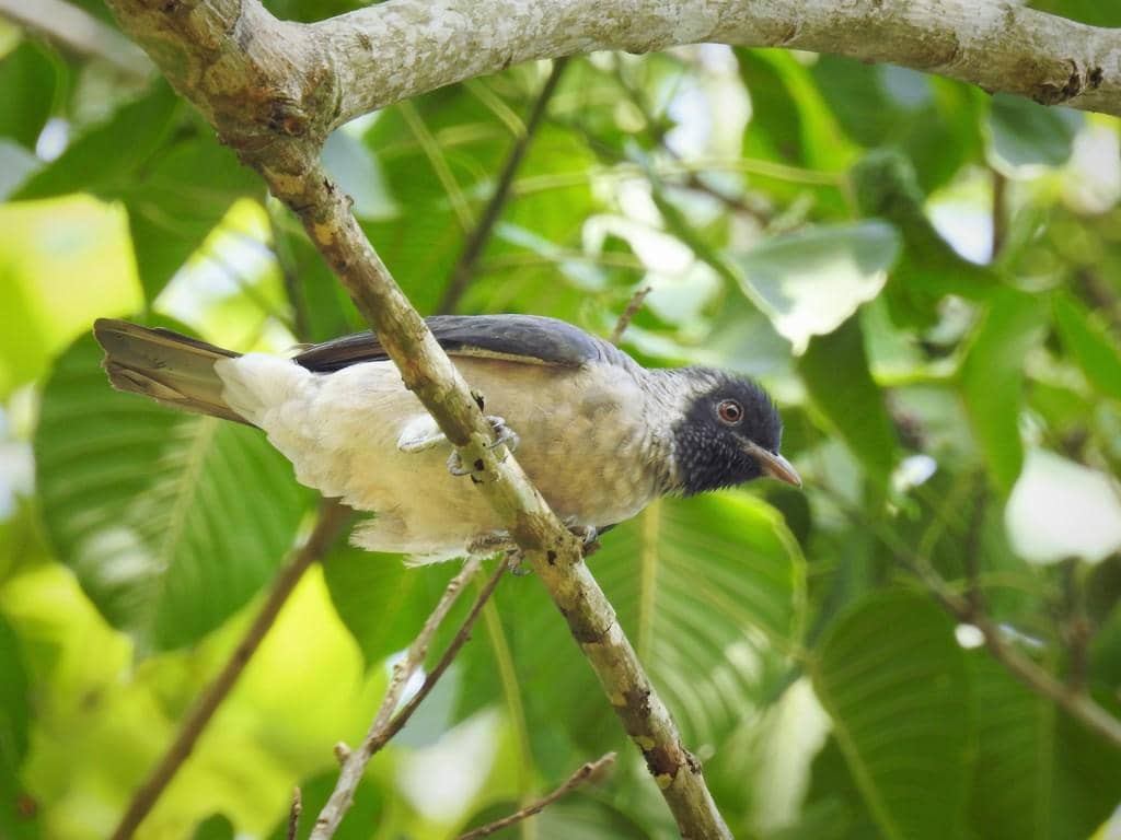 Burung Conioptilon mcilhennyi